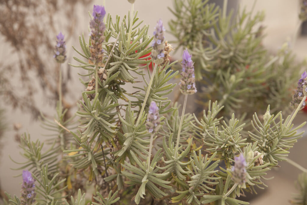 Reencuentro de primavera en Huerto Lab CCE