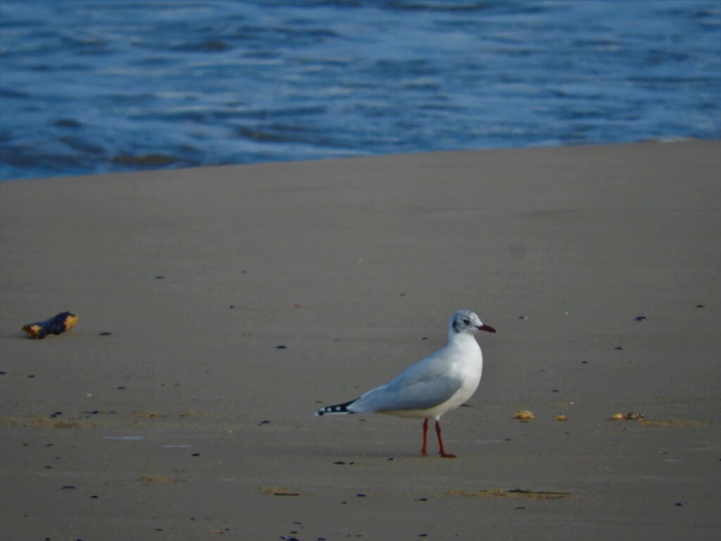 Un parque con mar- Parque del Plata