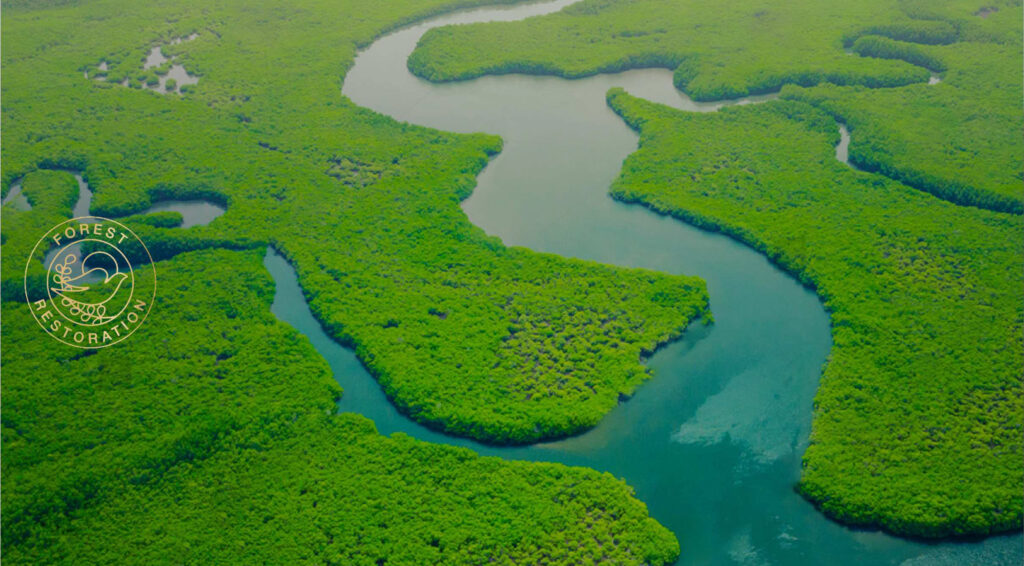 Dove impulsa acciones para recuperar 20.000 hectáreas de bosques