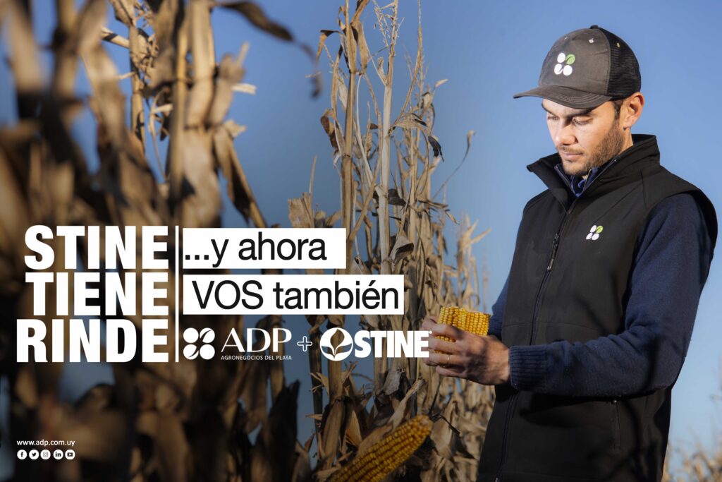 ADP-Agronegocios del Plata pone al servicio del productor nuevos híbridos de maíz Stine