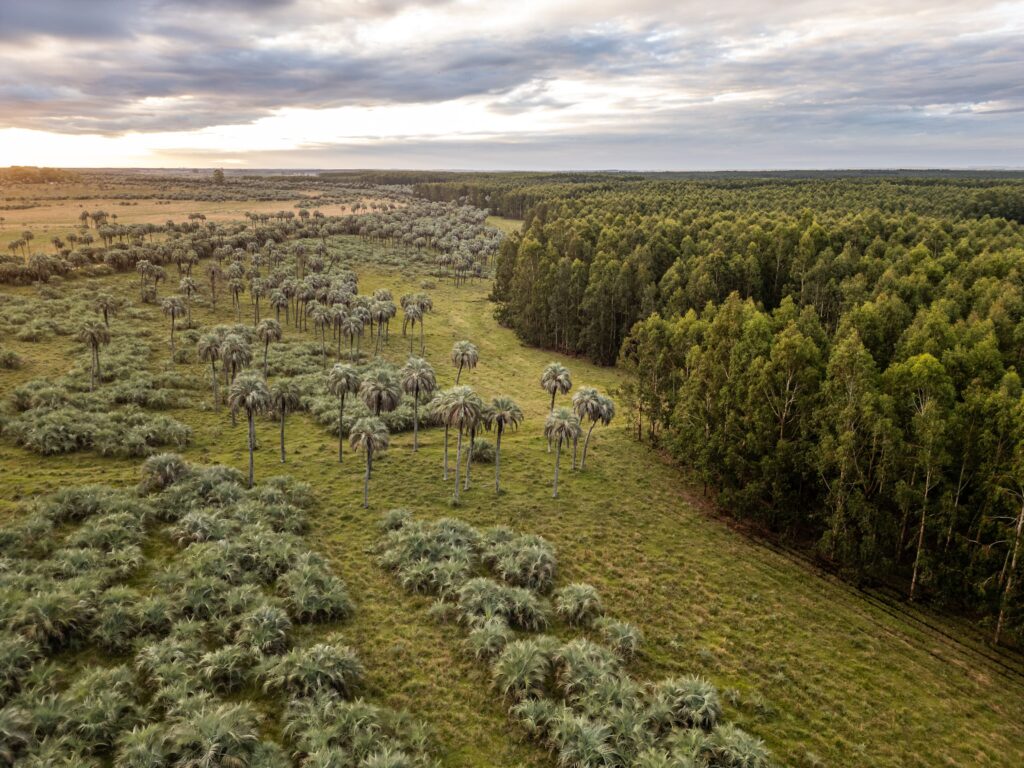 Empresa uruguaya invitada a la COP16 para compartir experiencia exitosa en regeneración de palmares nativos